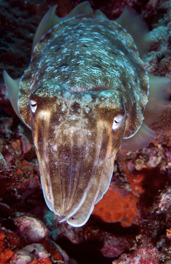 Birmanie - Mergui - 2018 - DSC03212- Broadclub cuttlefish - Seiche - Sepia latimanus.jpg